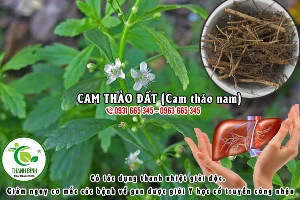 cam thảo đất thảo dược thanh bình