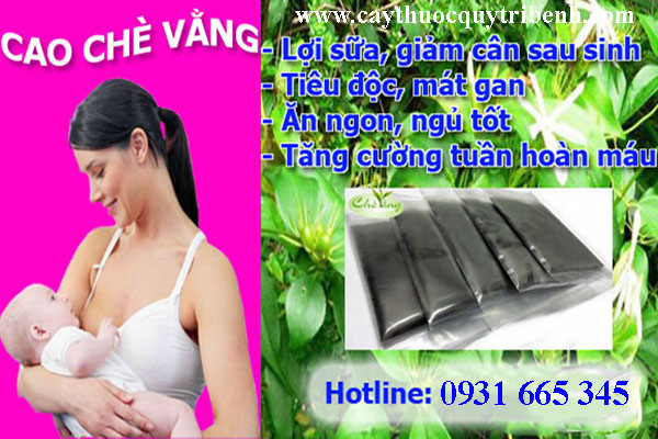 cao chè vằng