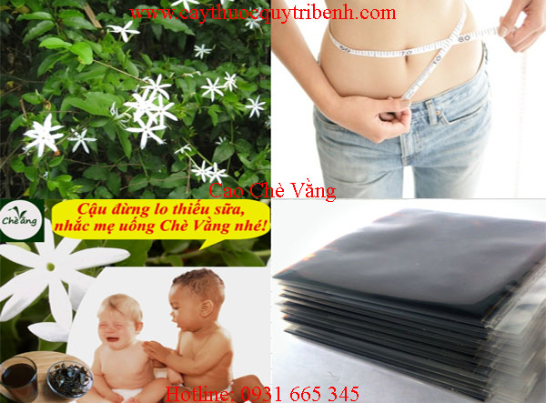 cao chè vằng
