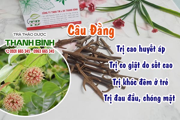 Câu đằng