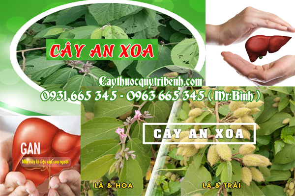 cây an xoa thanh bình