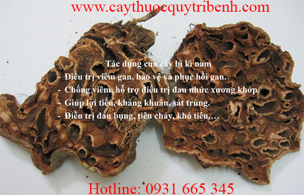 cây bí kì nam