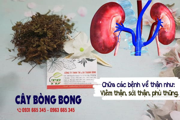 cây bòng bong Thảo Dược Thanh Bình