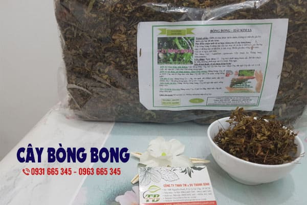 cây bòng bong Thảo Dược Thanh Bình