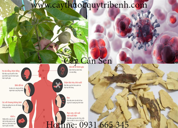 cây cần sen