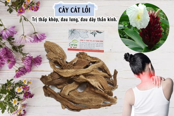 cây cát lồi Thảo Dược Thanh Bình