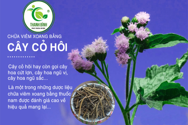 cây cỏ hôi thảo dược thanh bình