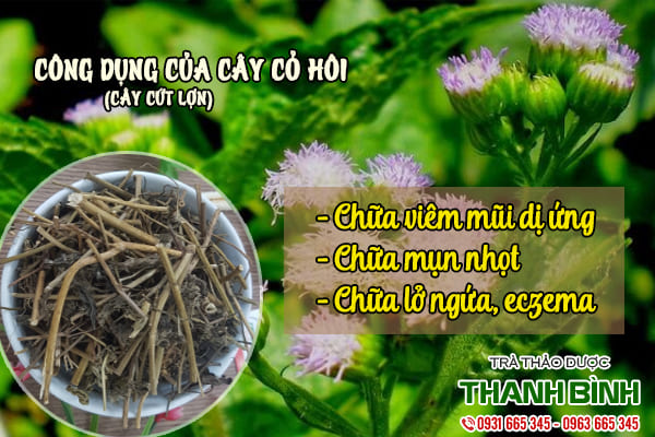 cây cỏ hôi thảo dược thanh bình