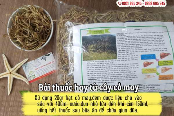 cây cỏ may thảo dược thanh bình