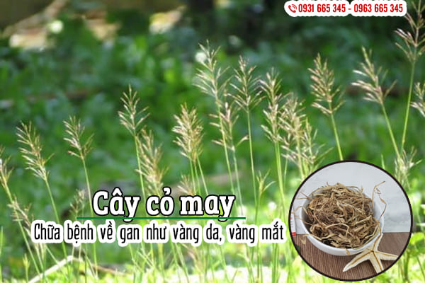 cây cỏ may thảo dược thanh bình