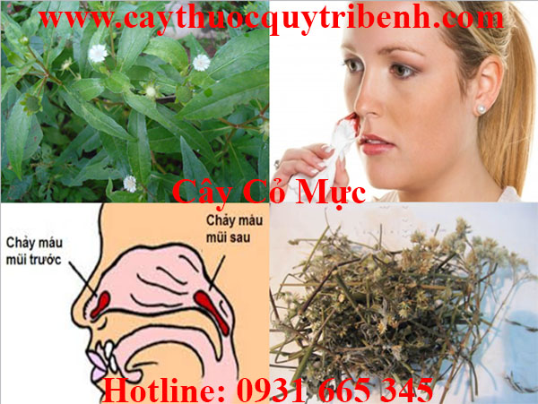 cây cỏ mực