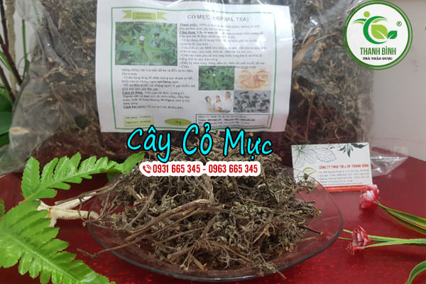cây cỏ mực thảo dược thanh bình