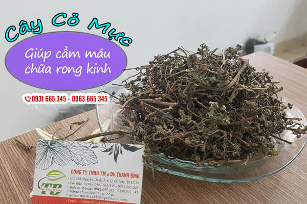 cây cỏ mực thảo dược thanh bình