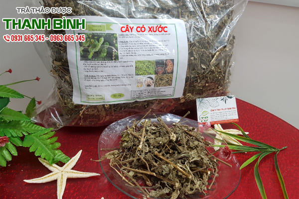 cây cỏ xước thảo dược thanh bình