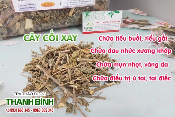 Cây cối xay Thảo dược Thanh Bình