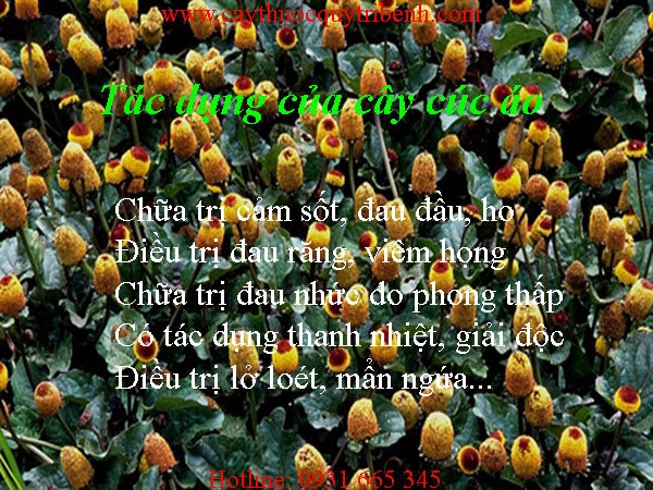 mua-cay-cuc-ao-o-dau-tai-tp-hcm-uy-tin-nhat