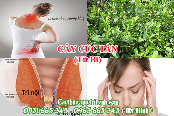 Cây cúc tần (từ bi)