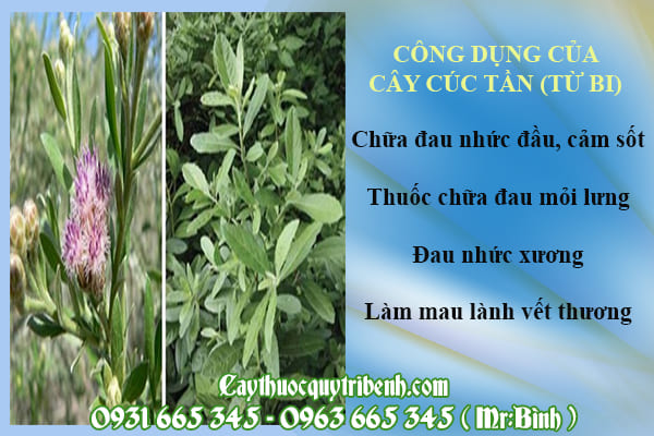 Cây cúc tần (từ bi)