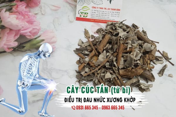 cây cúc tần (từ bi) Thảo Dược Thanh Bình