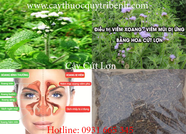 cây cỏ hôi