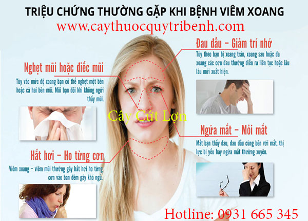 cây cứt lợn