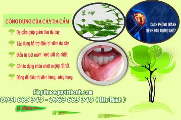 cây dạ cẩm
