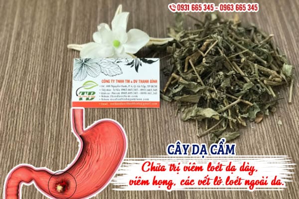 cây dạ cẩm Thảo Dược Thanh Bình