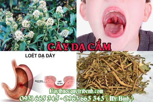 cây dạ cẩm
