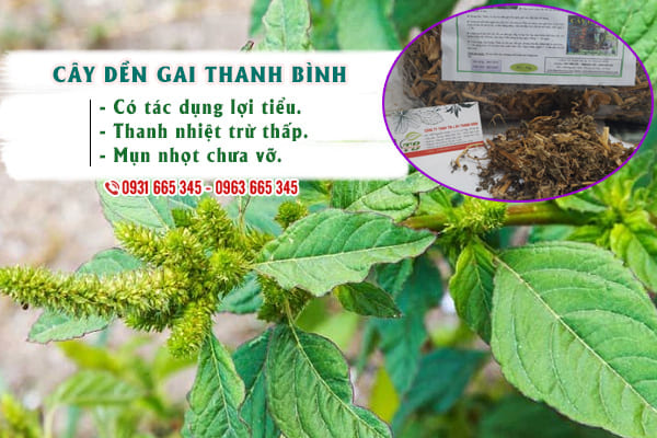 cây dền gai thanh bình