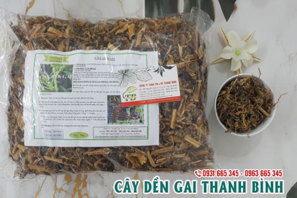 cây dền gai thanh bình