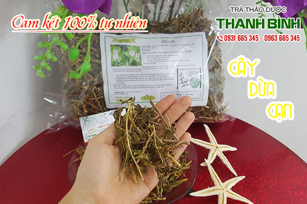 cây dừa cạn thảo dược thanh bình