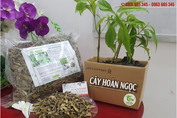 cây hoàn ngọc thảo dược thanh bình