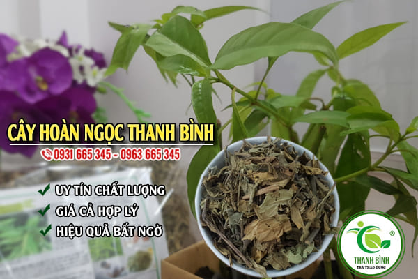 cây hoàn ngọc thảo dược thanh bình