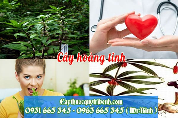 cây hoàng tinh
