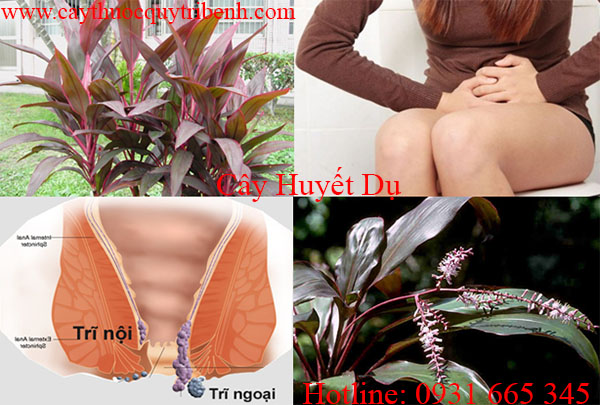 mua-cay-huyet-du-chat-luong-tai-tp-hcm
