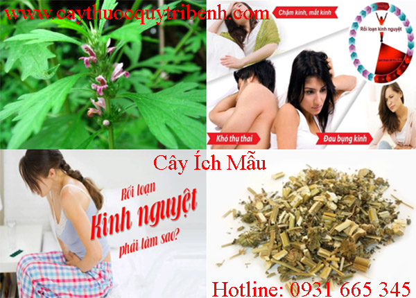 mua-cay-ich-mau-o-dau-tai-tp-hcm-uy-tin-nhat