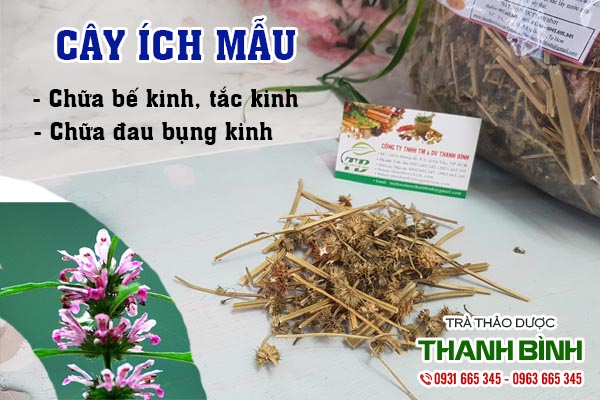 Cây ích mẫu Thảo dược Thanh Bình