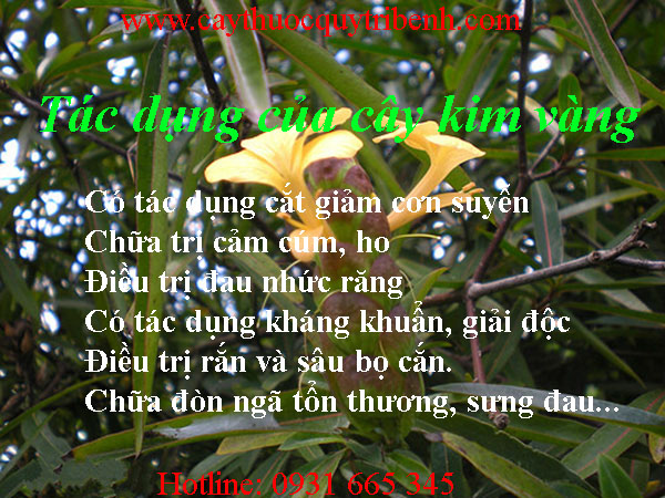 cây kim vàng thảo dược thanh bình