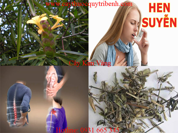 cây kim vàng thảo dược thanh bình