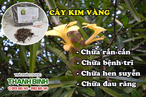 Cây kim vàng Thảo dược Thanh Bình