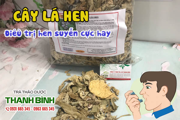 Cây lá hen Thảo dược Thanh Bình