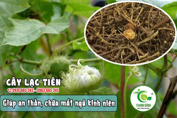 cây lạc tiên thảo dược thanh bình
