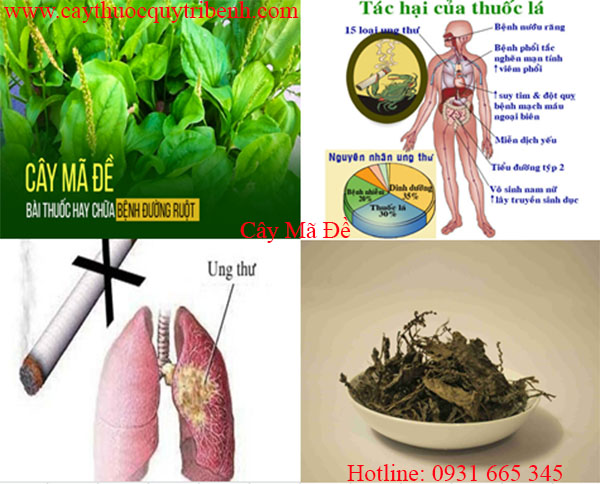 cây mã đề