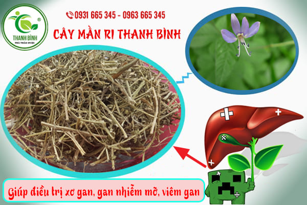 cây mần ri thanh bình