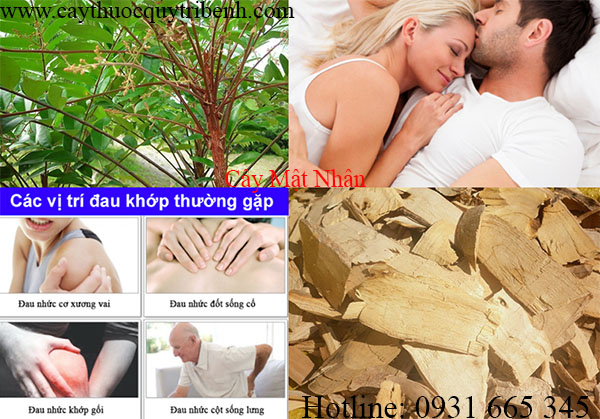 cây mật nhân