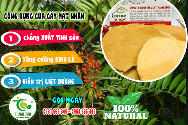 cây mật nhân thảo dược thanh bình