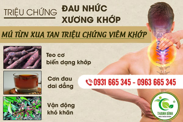 cây mú từn Thảo dược thanh bình