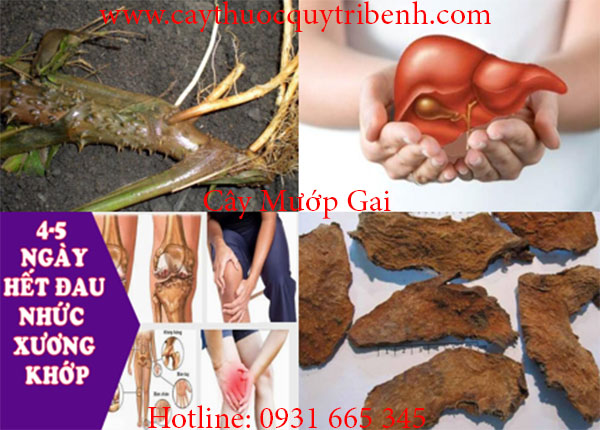 cây mướp gai