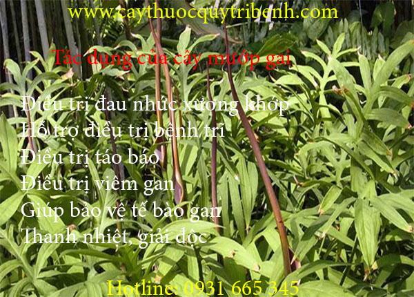 mua-cay-muop-gai-o-dau-tai-tp-hcm-uy-tin