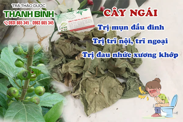 Cây ngái Thảo dược Thanh Bình